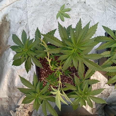 🟦Pheno 1 growlog photo: 750ml water