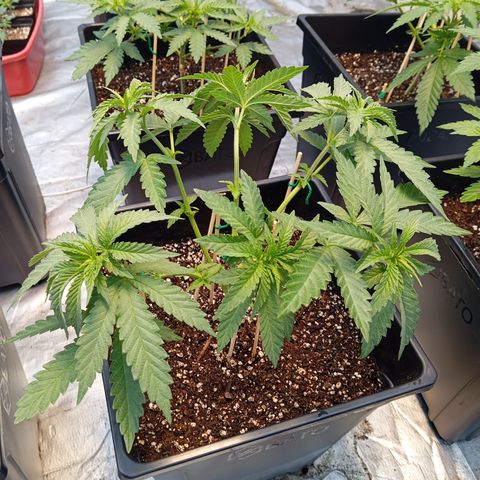 🟦Pheno 2 growlog photo: 750ml water