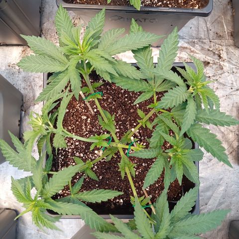 🟦Pheno 2 growlog photo: 750ml water