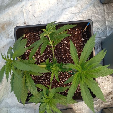 🟦Pheno 3 growlog timeline photo