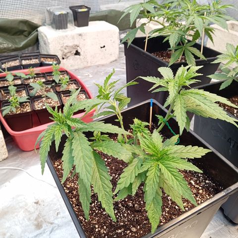 🟦Pheno 3 growlog timeline photo