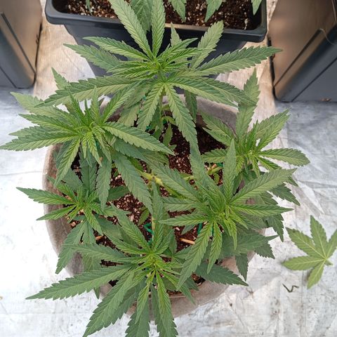 🟦Pheno 4 growlog photo: 750ml water