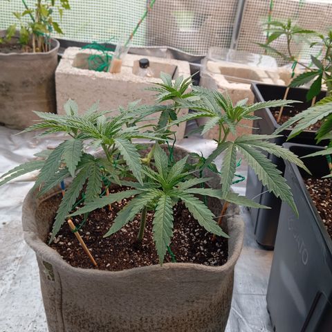 🟦Pheno 4 growlog photo: 750ml water