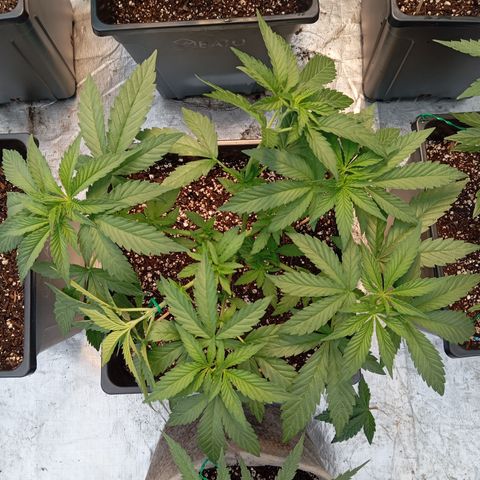 🟢Pheno 1 growlog photo: 750ml water