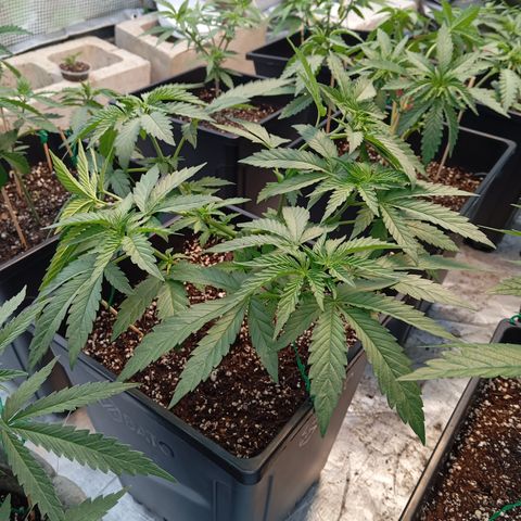 🟢Pheno 1 growlog photo: 750ml water