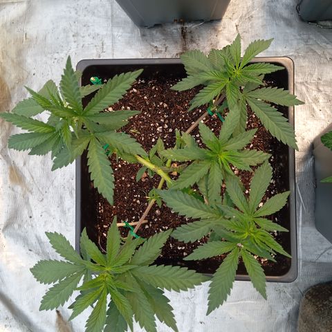 🟢Pheno 2 growlog photo: 750ml water