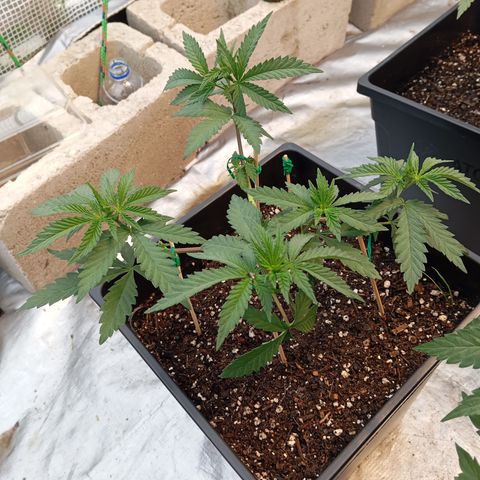 🟢Pheno 2 growlog photo: 750ml water