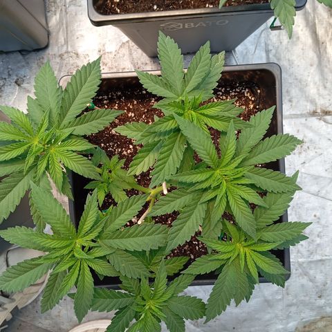 🟢Pheno 3 growlog photo: 750ml water