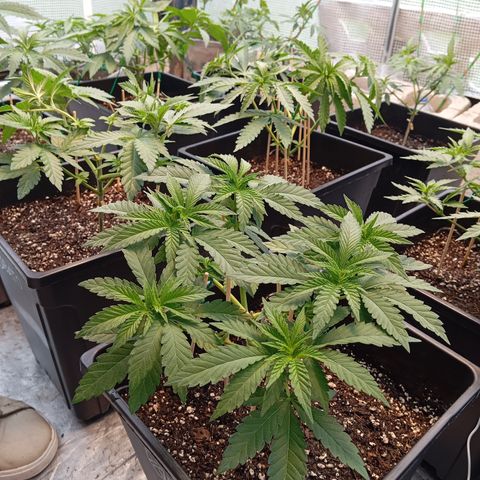 🟢Pheno 3 growlog photo: 750ml water