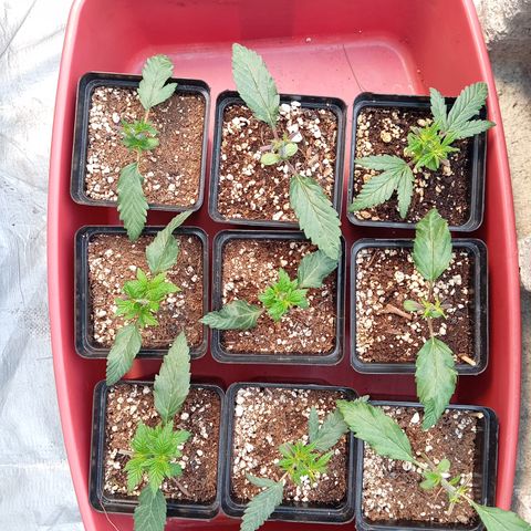 Pheno Run 1 2024 growlog photo: Topped and watered yesterday and placed in tunnel for vegging 