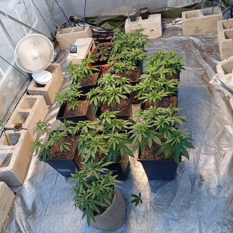🟦Pheno 2 growlog photo: Plants looking happy and showing tons of new growth 