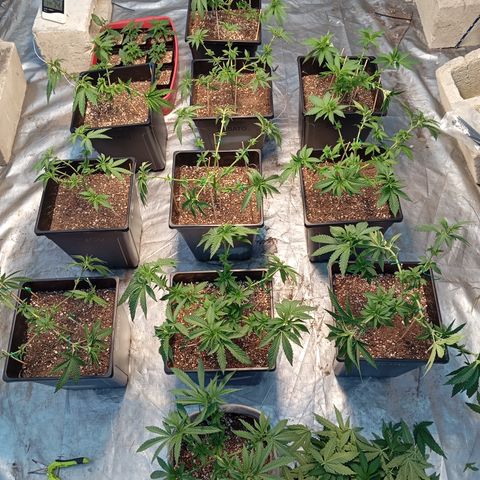 🟦Pheno 2 growlog photo: Trimmed all plants did some lst 