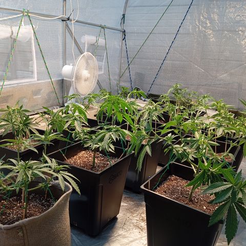 🟦Pheno 2 growlog photo: Trimmed all plants did some lst 