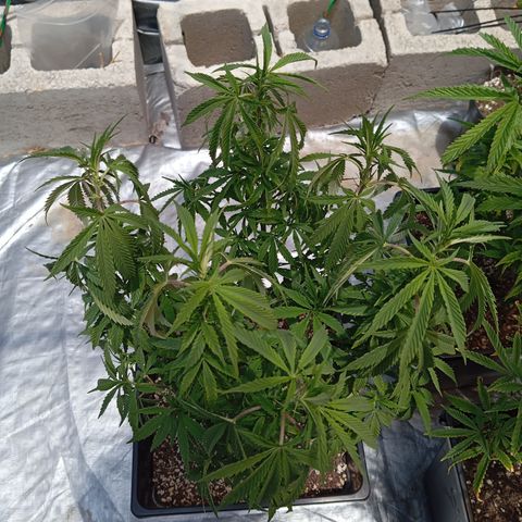 🟢Pheno 1 growlog photo: She's looking hella thursty 