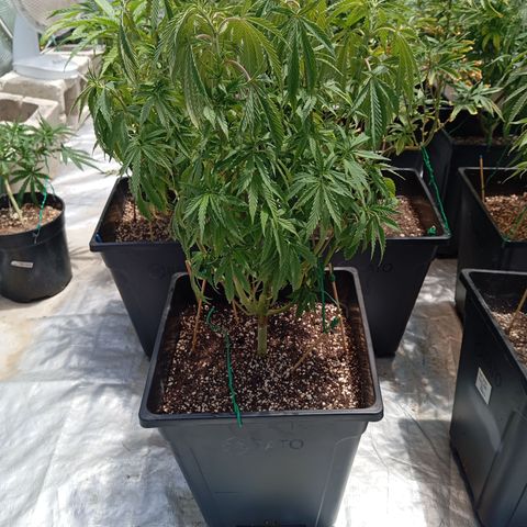 🟢Pheno 1 growlog photo: Water applied 😁