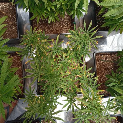🟢Pheno 2 growlog timeline photo