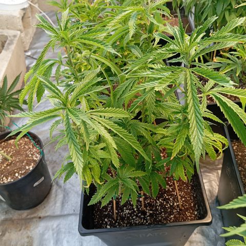 🟦Pheno 3 growlog timeline photo