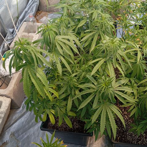 🟦Pheno 2 growlog photo: Slowly starting to pray again