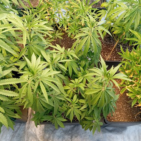 🟡Pheno 4 growlog timeline photo