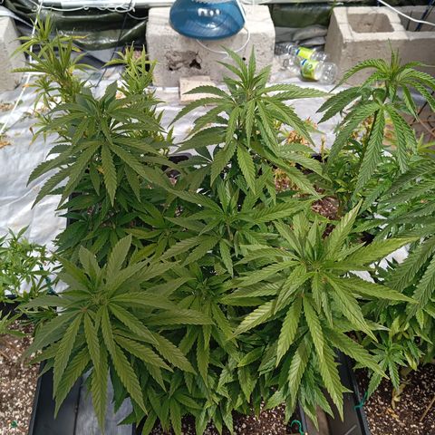 🟡Pheno 4 growlog timeline photo