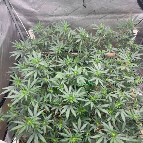 Creamy Orange Poison 1/24 growlog timeline photo