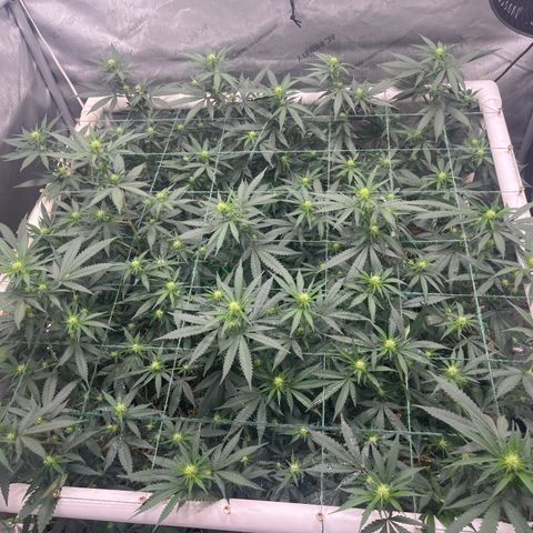 Creamy Orange Poison 1/24 growlog timeline photo