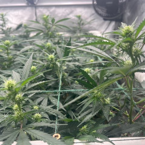 Creamy Orange Poison 1/24 growlog timeline photo