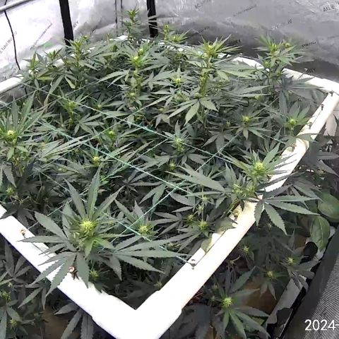 Creamy Orange Poison 1/24 growlog timeline photo