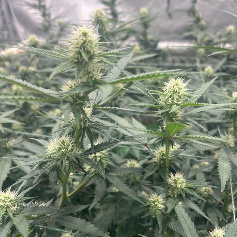 Creamy Orange Poison 1/24 growlog timeline photo