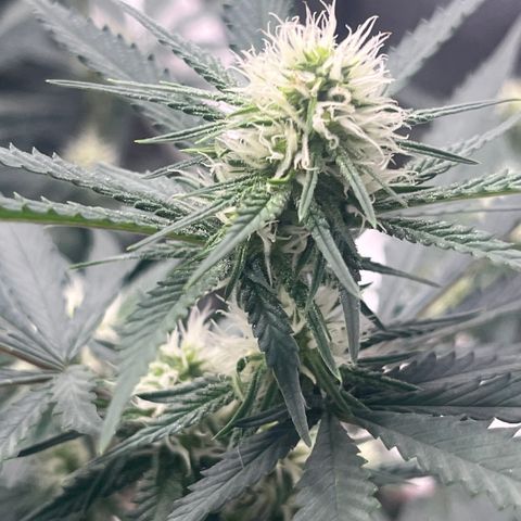 Creamy Orange Poison 1/24 growlog timeline photo