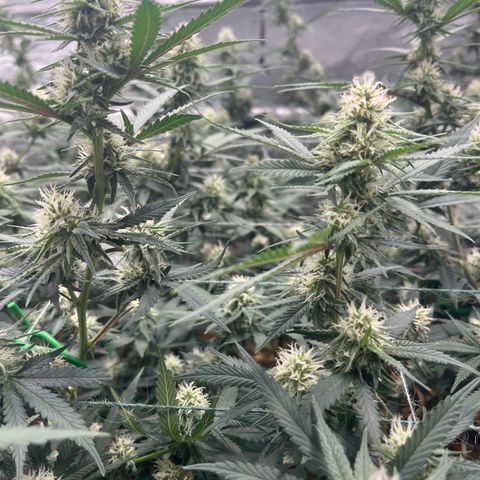 Creamy Orange Poison 1/24 growlog timeline photo