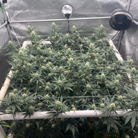 Creamy Orange Poison 1/24 growlog timeline photo