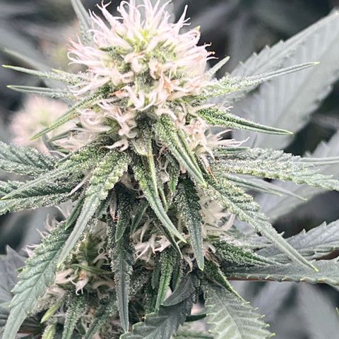 Creamy Orange Poison 1/24 growlog timeline photo