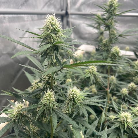 Creamy Orange Poison 1/24 growlog timeline photo