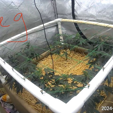 Creamy Orange Poison 1/24 growlog timeline photo