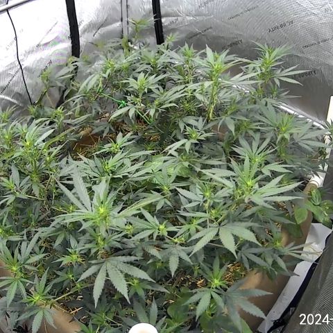 Creamy Orange Poison 1/24 growlog timeline photo