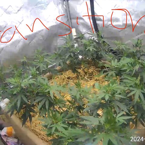 Creamy Orange Poison 1/24 growlog timeline photo