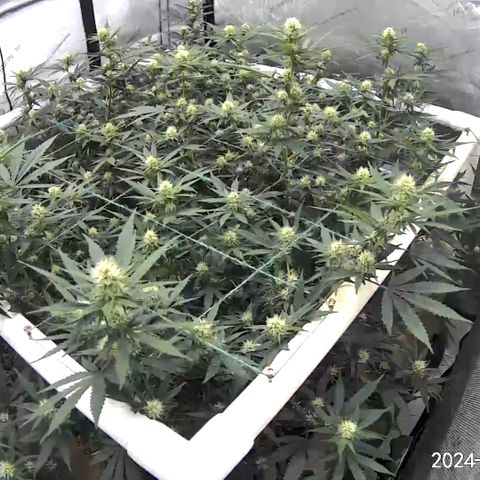 Creamy Orange Poison 1/24 growlog timeline photo