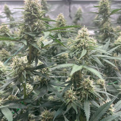 Creamy Orange Poison 1/24 growlog timeline photo