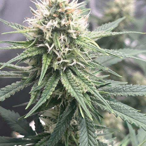 Creamy Orange Poison 1/24 growlog timeline photo