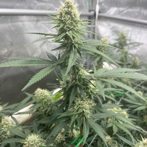 Creamy Orange Poison 1/24 growlog timeline photo