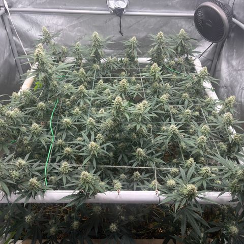 Creamy Orange Poison 1/24 growlog timeline photo
