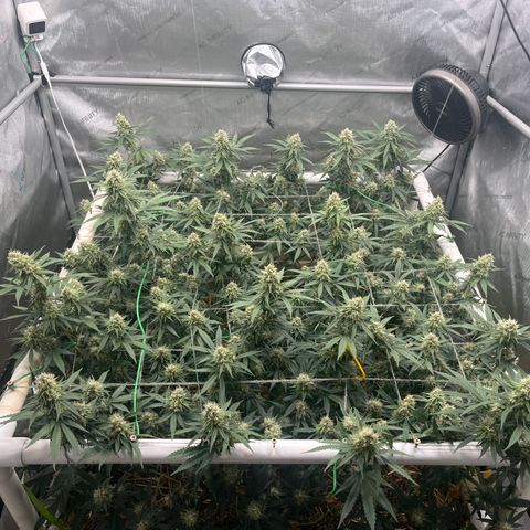 Creamy Orange Poison 1/24 growlog timeline photo