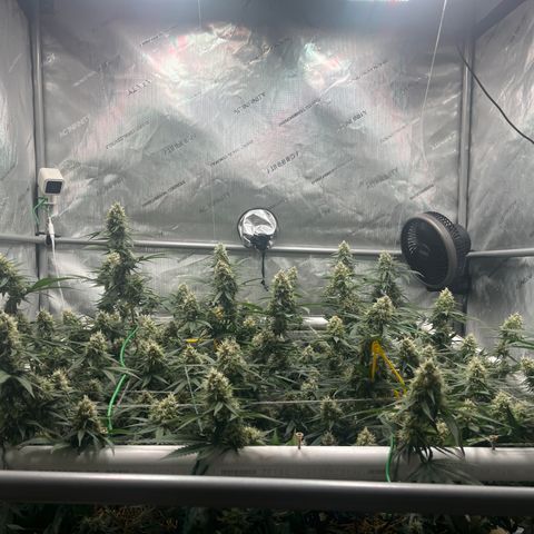 Creamy Orange Poison 1/24 growlog timeline photo