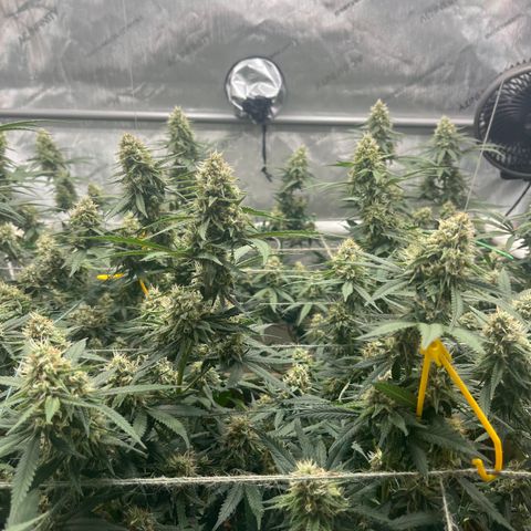 Creamy Orange Poison 1/24 growlog timeline photo