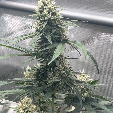 Creamy Orange Poison 1/24 growlog timeline photo
