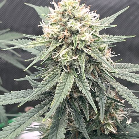 Creamy Orange Poison 1/24 growlog timeline photo