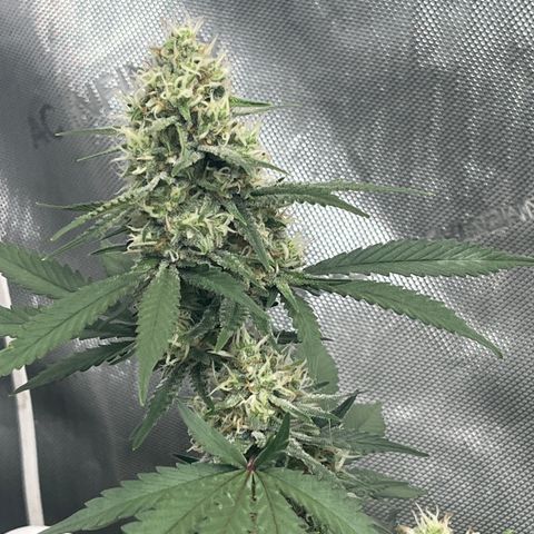 Creamy Orange Poison 1/24 growlog timeline photo