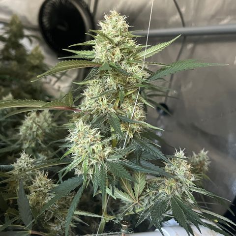 Creamy Orange Poison 1/24 growlog timeline photo