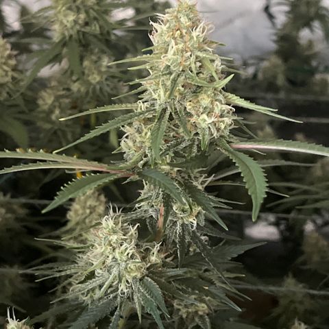 Creamy Orange Poison 1/24 growlog timeline photo